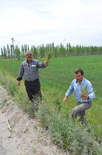 Patatese alternatif olarak ekilen buğday, elektrik problemi yüzünden kuruyor