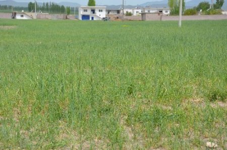 Patatese alternatif olarak ekilen buğday, elektrik problemi yüzünden kuruyor