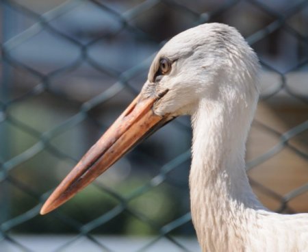 PAÜ Konukevi’ne leylek misafir oldu