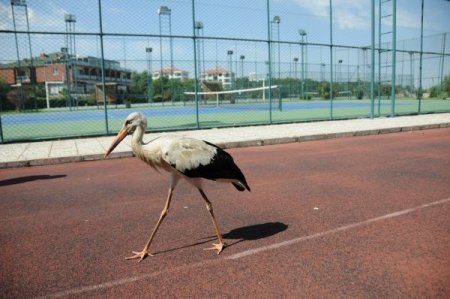 PAÜ Konukevi’ne leylek misafir oldu