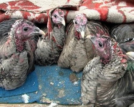 Pazara Getirilen Hindiler Alıcı Bekliyor