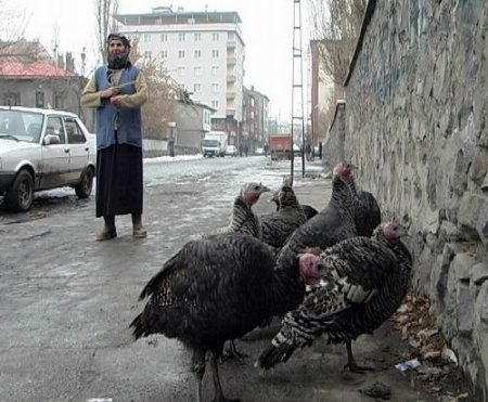 Pazara Getirilen Hindiler Alıcı Bekliyor