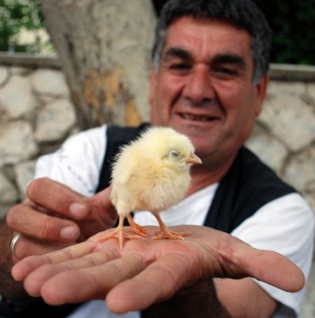 Pazarcık'ta 3 ayaklı civciv ilgi odağı oldu