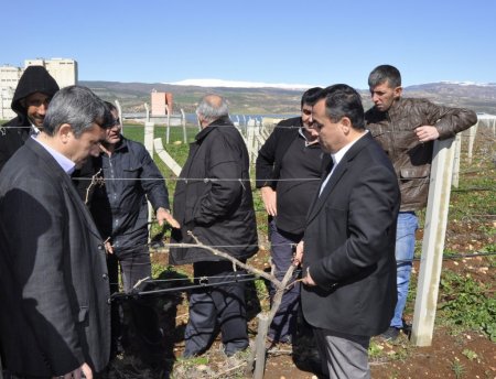 Pazarcık'ta çiftçilere bağ budama teknikleri eğitimi verildi