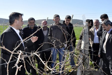 Pazarcık'ta çiftçilere bağ budama teknikleri eğitimi verildi
