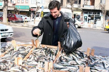 Pazarda Satılan Balıklar Süpermarkette Satılanlardan Daha Kaliteli Çıktı