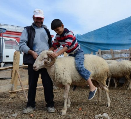 Pazarın en büyük koçu bin 200 liraya müşterisini bekliyor