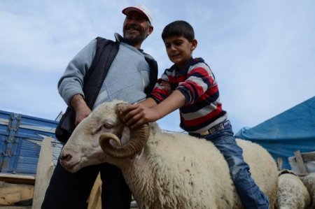 Pazarın en büyük koçu bin 200 liraya müşterisini bekliyor