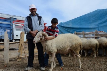 Pazarın en büyük koçu bin 200 liraya müşterisini bekliyor