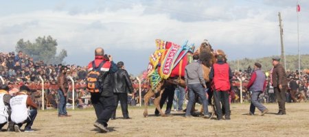 Pelitköy arenasındaki deve güreşleri kıran kırana geçti