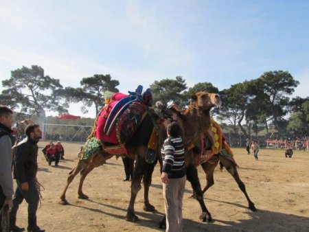 Pelitköy arenasındaki deve güreşleri kıran kırana geçti