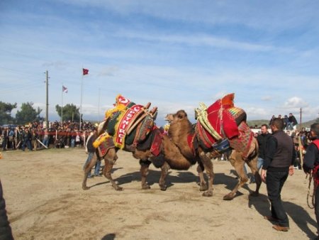 Pelitköy arenasındaki deve güreşleri kıran kırana geçti