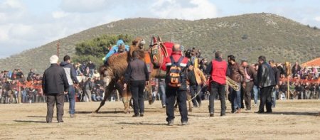 Pelitköy arenasındaki deve güreşleri kıran kırana geçti