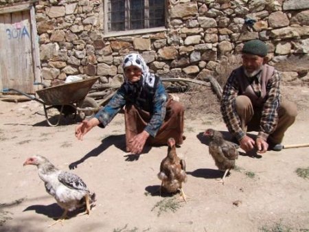 Penguen Tavuklar, Görenleri Hayrette Düşürüyor