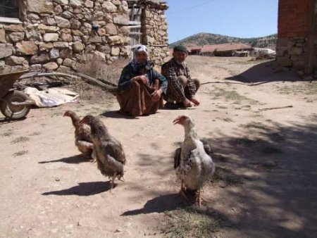 Penguen Tavuklar, Görenleri Hayrette Düşürüyor