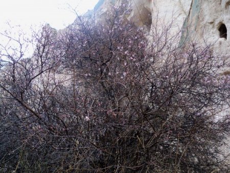 Peri Bacaları Diyarında Ağaçlar Çiçek Açtı