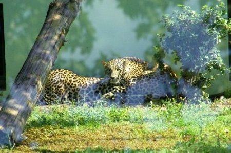 Pers Leoparları Bursa'da Çoğalacak