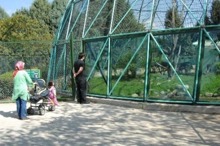 Pers Leoparları Bursa'da Çoğalacak