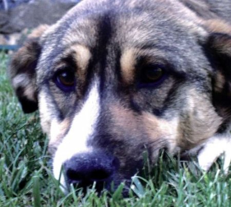 Philsa'dan Hayvan Barınaklarına Yiyecek Yardımı