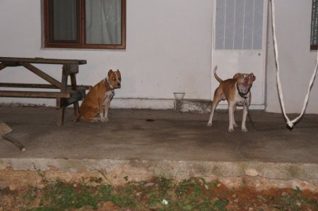 Pitbull köpekleriyle korudukları uyuşturucuyu polis buldu