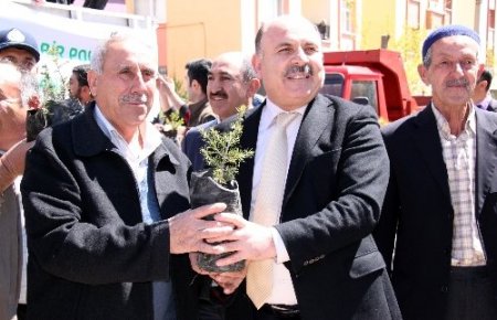 Polatlı’da ücretsiz fidan dağıtıldı