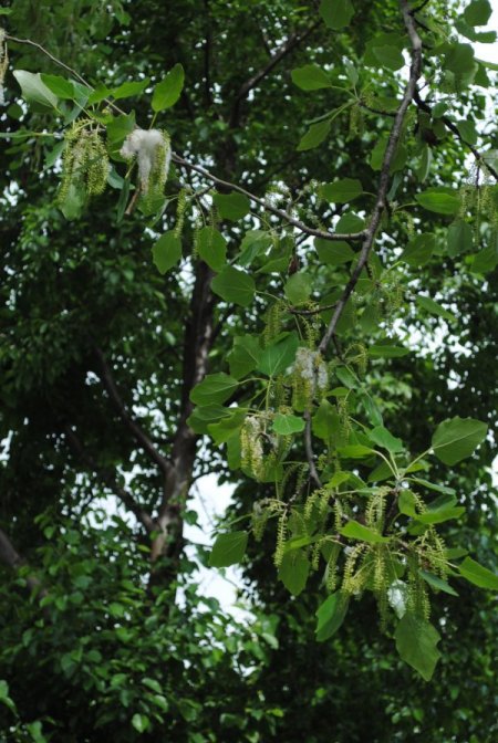 Polen Alerjisi Astıma Davetiye Çıkarıyor