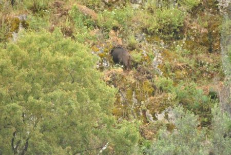 Polis, Mahalleye İnen Domuzları Mp-5 Tüfekle Takip Etti