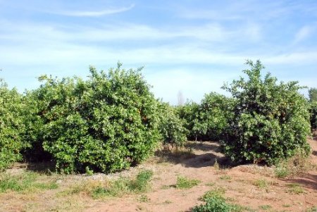Polis Adana'da define için işlenmiş cinayeti 10 ay sonra çözdü