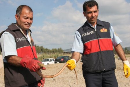 Polis Lojmanlarına Giren Yılanı İtfaiye Ekipleri Çıkardı