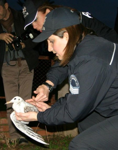 Polisler bu kez kanadı kırık martıyı kurtardı