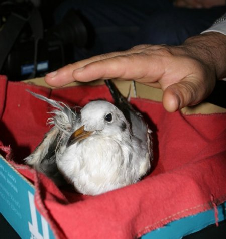 Polisler bu kez kanadı kırık martıyı kurtardı