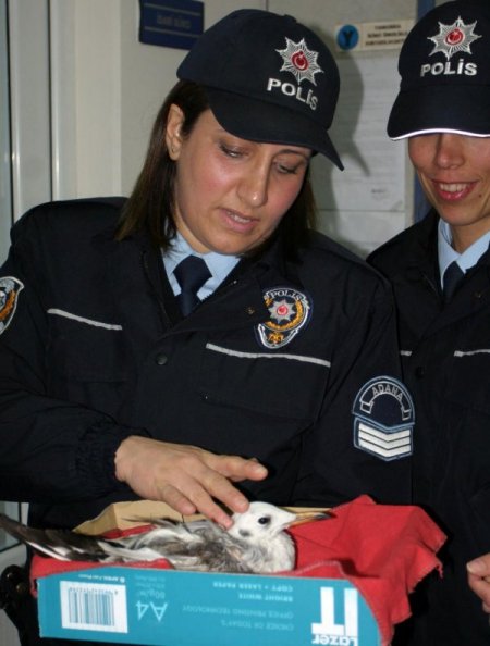 Polisler bu kez kanadı kırık martıyı kurtardı