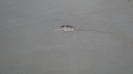 Pompalı tüfekle kalabalığın arasına daldı