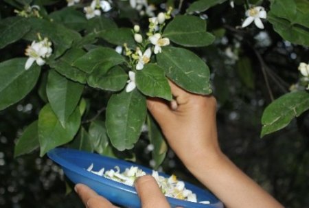 Portakal çiçeğinden yapılan kolyeler evleri süslüyor