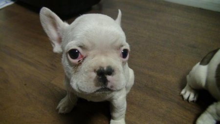 Poşetten Yavru Köpek Çıktı