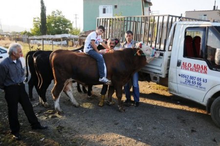Promosyonlu kurbanlıklar görücüye çıktı; 2 boğa alana, 1 boğa ve 3 koç hediye