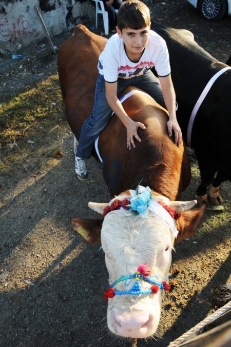 Promosyonlu kurbanlıklar görücüye çıktı; 2 boğa alana, 1 boğa ve 3 koç hediye