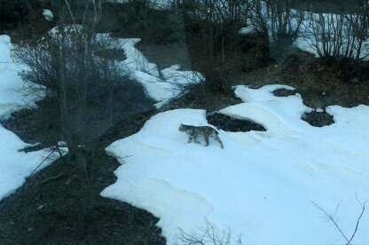Pülümür Vadisi'nde 2 vaşak görüntülendi