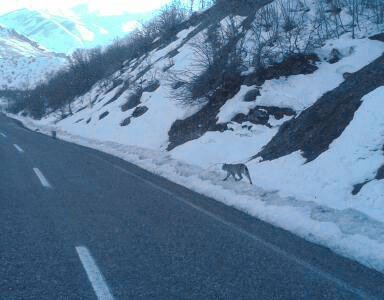 Pülümür Vadisi'nde 2 vaşak görüntülendi