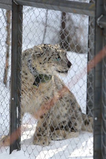 Putin'den Kar Leoparına Yakın İlgi