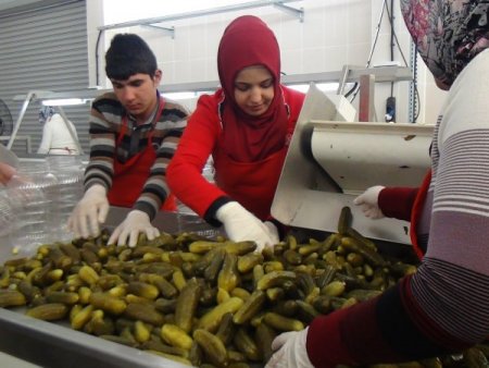 Rahova, ilk yıl 250 ton turşu üretti