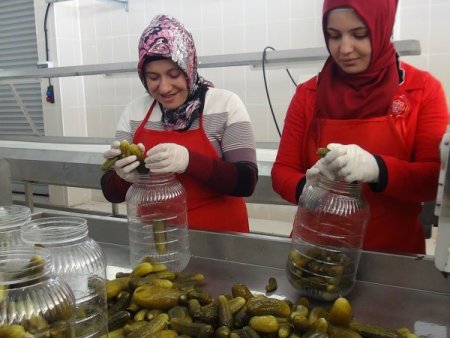 Rahova, ilk yıl 250 ton turşu üretti