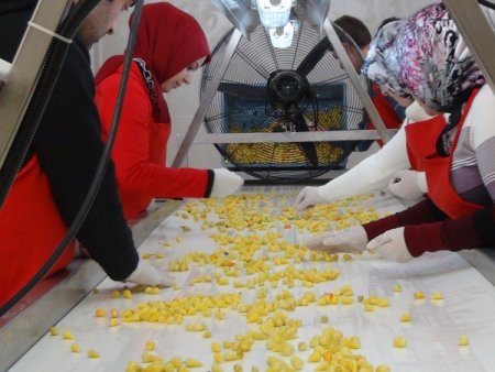 Rahova, ilk yıl 250 ton turşu üretti