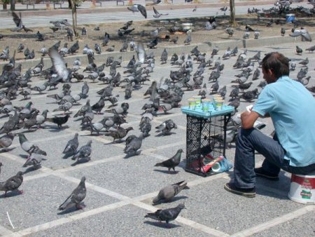 Ramazan'da Yem Atanların Sayısı Artınca Güvercinler Bayram Ediyor