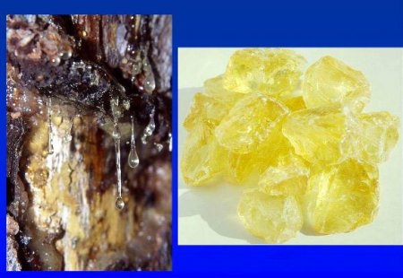 Reçine ithalatı bitiyor, Türkiye artık kendi reçinesini üretecek