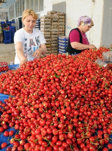 Rekolte düşünce tarlada 13 lira olan kiraz vatandaşın cebini yakacak