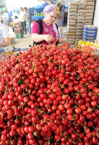 Rekolte düşünce tarlada 13 lira olan kiraz vatandaşın cebini yakacak
