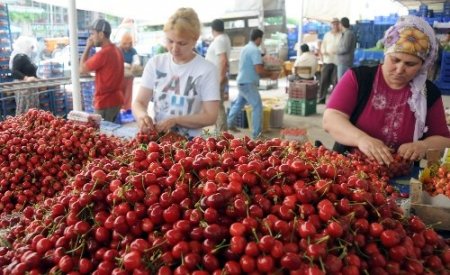 Rekolte düşünce tarlada 13 lira olan kiraz vatandaşın cebini yakacak