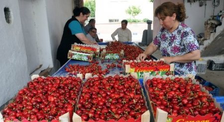 Rekolte düşünce tarlada 13 lira olan kiraz vatandaşın cebini yakacak
