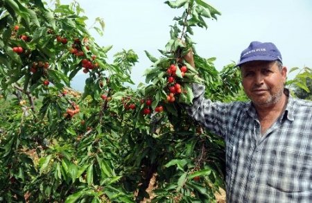 Rekolte düşünce tarlada 13 lira olan kiraz vatandaşın cebini yakacak